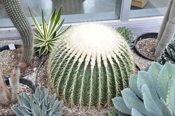 the Golden Barrel Cactus